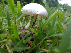 Lepiota cristata
