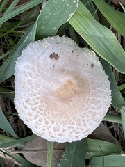 Leucoagaricus americanus