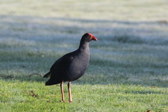 Porphyrio melanotus