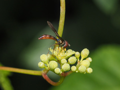 Ocyptamus fuscipennis
