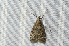 Scoparia penumbralis