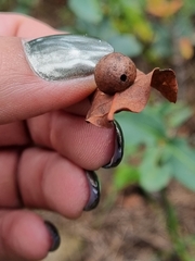Amphibolips