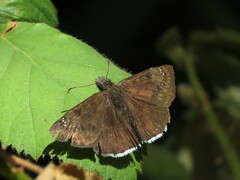 Erynnis