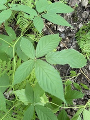 Rubus setosus