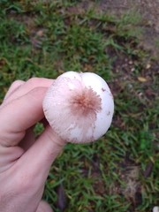 Lepiota cristata