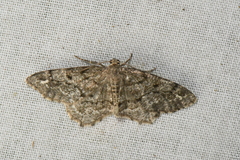 Hypagyrtis piniata