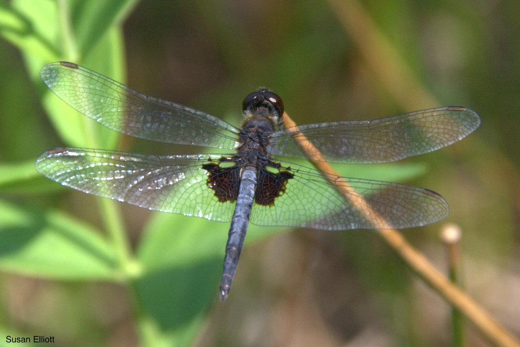 Martha's Pennant