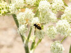 Sericomyia chalcopyga