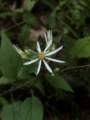 Eurybia