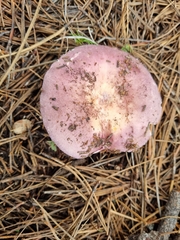 Russula cyanoxantha