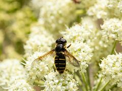 Sericomyia chalcopyga