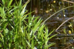 Dulichium arundinaceum