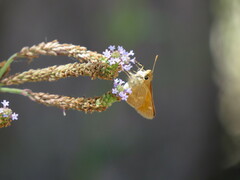 Ochlodes sylvanoides