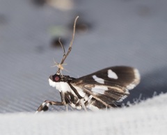 Desmia