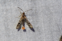 Synanthedon acerni