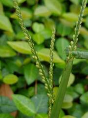 Paspalum langei