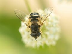 Eristalis hirta