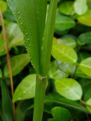 Paspalum langei