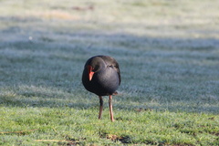 Porphyrio melanotus
