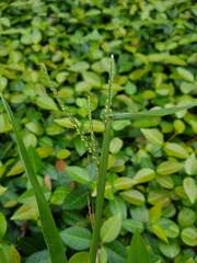 Paspalum langei