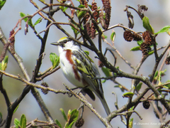Setophaga pensylvanica