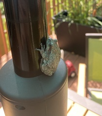 Hyla versicolor