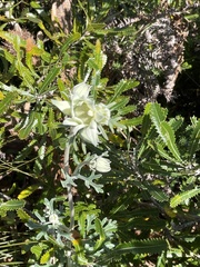 Actinotus helianthi