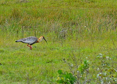 Theristicus caudatus
