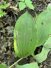 Maianthemum racemosum