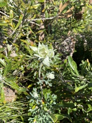 Actinotus helianthi
