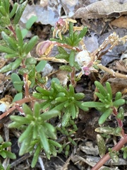Portulaca