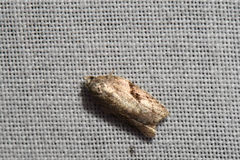 Acleris