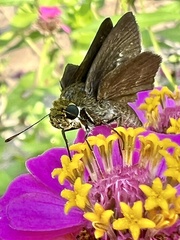 Euphyes vestris