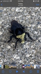 Bombus vosnesenskii