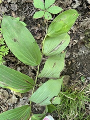 Maianthemum racemosum