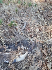 Odocoileus hemionus columbianus