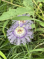 Passiflora incarnata