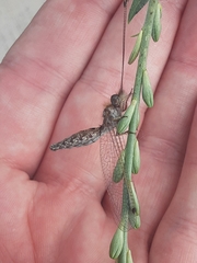 Ululodes macleayanus