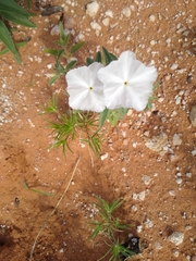 Euploca convolvulacea