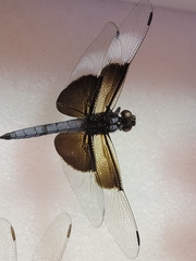 Libellula luctuosa