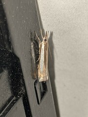 Crambus leachellus