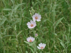 Sphaeralcea angustifolia