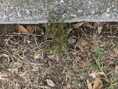 Portulaca