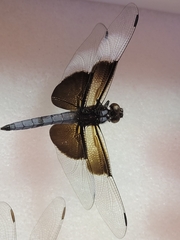 Libellula luctuosa
