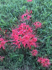 Lycoris radiata