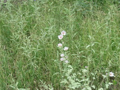 Sphaeralcea angustifolia