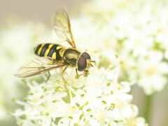 Syrphus opinator