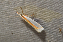 Crambus girardellus