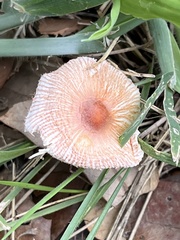Leucoagaricus rubrotinctus