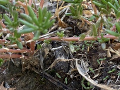 Portulaca